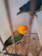 Agaporniden, Animaux & Accessoires, Oiseaux | Perruches & Perroquets