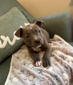 Lieve Amerikaanse Stafford pup ( teefje ), Dieren en Toebehoren, Honden | Jack Russells en Terriërs, België, CDV (hondenziekte)