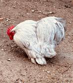 Cochin haantje, Dieren en Toebehoren, Pluimvee, Mannelijk, Kip