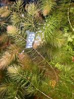 Hoornblad - Ceratophyllum Demersum, Enlèvement, Neuf, Plante(s), Pierre ou Bois