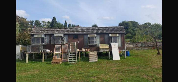 Verkoop Andries Olivier, Dieren en Toebehoren, Vogels | Duiven, Postduif, Meerdere dieren