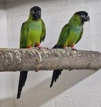 Aratinga Nenday, Dieren en Toebehoren, Geringd