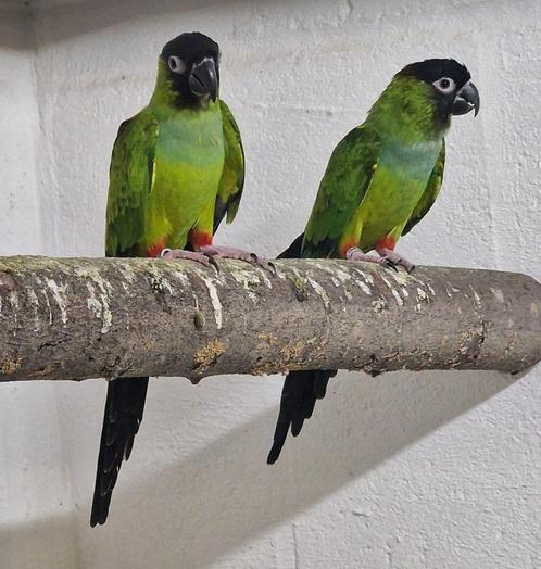 Aratinga Nenday, Dieren en Toebehoren, Vogels | Parkieten en Papegaaien, Geringd