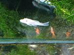 Hobbyaquarium Ancistrus Snow White 3/4cm L144, Poisson, Poisson d'eau douce, Banc de poissons
