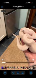 Ballphyton, Dieren en Toebehoren