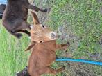 Dwerggeiten bokje, Dieren en Toebehoren, Schapen, Geiten en Varkens, Mannelijk, Geit, 0 tot 2 jaar