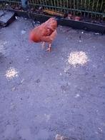 Zo heb ik nog een haan