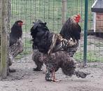 Broedeieren Brahma goudkwartel (groothoenders), Dieren en Toebehoren, Geslacht onbekend, Kip