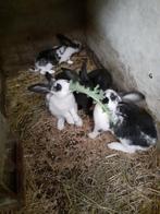 Jonge konijnen, Dieren en Toebehoren