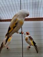 Putter Bont, Dieren en Toebehoren, Ophalen