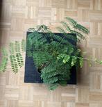 Delonix Regia, Ophalen