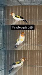 Plusieurs chardonnerets, Ophalen