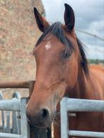 5-jarige dravers merrie, Dieren en Toebehoren, Paarden, Merrie, Gechipt, Niet van toepassing, 3 tot 6 jaar
