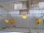 A vendre canaris jaune : 20 euros pièce, Dieren en Toebehoren, Vogels | Kanaries