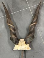 Taxidermie eland antiloper met stuk schedel op statief, Antiek en Kunst, Ophalen of Verzenden