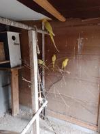 halsbanden, Dieren en Toebehoren, Meerdere dieren, Parkiet