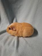 Rustig Amerikaans gekruind cavia crème beertje, Mannelijk, Cavia, Tam