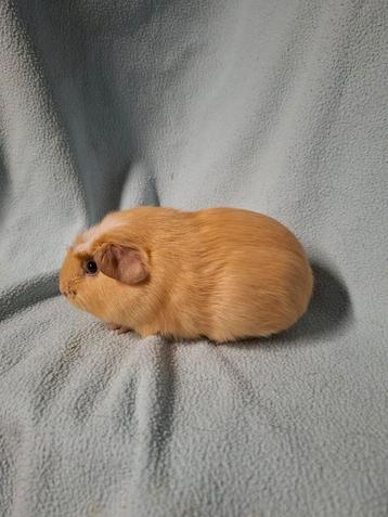 Rustig Amerikaans gekruind cavia crème beertje beschikbaar voor biedingen