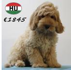 Cockapoo pups in abrikoos en red – echte hartendiefjes, Dieren en Toebehoren, 15 weken tot 1 jaar, Buitenland, CDV (hondenziekte)
