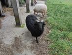 Drents heideschaap ram, Dieren en Toebehoren, Schapen, Geiten en Varkens, Mannelijk, Schaap, 0 tot 2 jaar