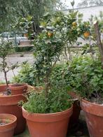Citrusboompje 80 cm hoog. Stamomtrek 3 centimeter, Jardin & Terrasse, Plantes | Arbres fruitiers, Enlèvement