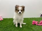 Kruising Vlinderhondje pups