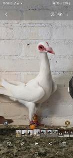 Duiven, Dieren en Toebehoren, Vogels | Duiven