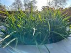 Siergras -  Carex pendula - Hangende zegge, Tuin en Terras, Ophalen, Vaste plant, Siergrassen
