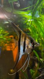 Maanvis Scalara Amapa Redback, Dieren en Toebehoren, Vissen | Aquariumvissen, Vis, Zoetwatervis, Schoolvis