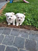 Maltezer pups, België, Maltezer, CDV (hondenziekte), 8 tot 15 weken