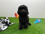 Dwergpoedel puberpup, Poedel, België, 15 weken tot 1 jaar, Reu