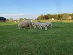 Swifter lammen, Schaap, Meerdere dieren, 0 tot 2 jaar