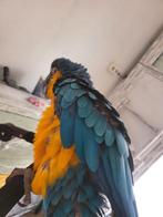 Ara ararauna male de 2 ans, Animaux & Accessoires, Oiseaux | Perruches & Perroquets, Perroquet