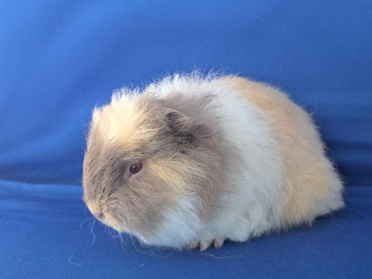 Lieve Ch Teddy cavia beertjes beschikbaar, Dieren en Toebehoren, Knaagdieren, Mannelijk, Cavia, September, Tam