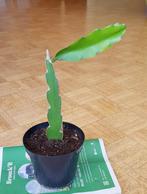 Pitaya ( dragon fruit), Tuin en Terras, Planten | Fruitbomen, Ophalen