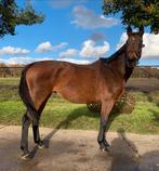 Familiepaard ook voor de beginnend ruiter, Dieren en Toebehoren, Paarden, Merrie