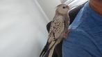 Callopsite 2 maanden goed getemd te koop, Dieren en Toebehoren, Vogels | Parkieten en Papegaaien