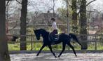 Mooie zwarte merrie, Dieren en Toebehoren, Paarden, Gechipt, Recreatiepaard, 11 jaar of ouder, Merrie