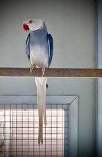 Violet Bleekstaart man 2022, Dieren en Toebehoren, Vogels | Parkieten en Papegaaien, Geringd