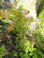 Planten: rododendron - olifantenlook - boerenjasmijn - ..., Ophalen