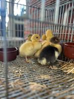 Barbarie eenden, Dieren en Toebehoren, Pluimvee