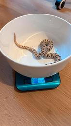 Haakneus: 1.0 conda Super Arctic het Mai Tai, Dieren en Toebehoren, Reptielen en Amfibieën, Slang, 0 tot 2 jaar