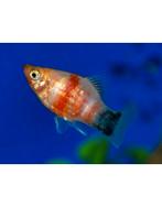 Platy bleeding hart