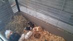 Peruviaan enenkele gladharige cavia 's, Animaux & Accessoires, Rongeurs, Cobaye