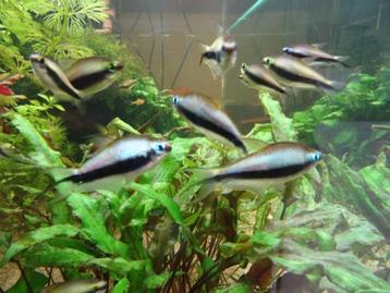 Nematobrycon palmeri - Tetra empereur beschikbaar voor biedingen