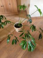 Philodendron green wonder, Huis en Inrichting, Kamerplanten, Ophalen of Verzenden