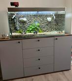 Aquarium, Dieren en Toebehoren, Vissen | Aquaria en Toebehoren, Ophalen, Zo goed als nieuw, Gevuld zoetwateraquarium