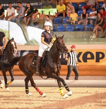 Cheval polyvalent à l'épreuve des bombes  disponible aux enchères