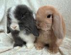 Mega mooi lief handtam koppeltje Minilop hangoor konijntjes, Dieren en Toebehoren, Konijnen, Meerdere dieren, Klein, Hangoor, 0 tot 2 jaar