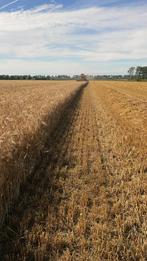 Gezocht: stro, Zakelijke goederen, Landbouw | Veevoer, Ophalen of Verzenden